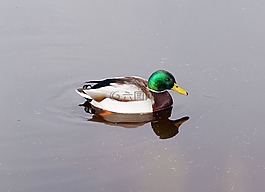 鴨,羽毛,鳥