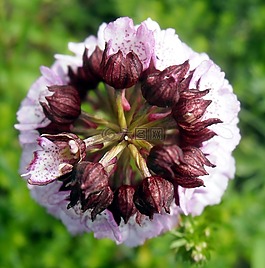 蘭花,花,開花