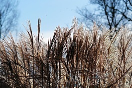 草,芦苇,厂