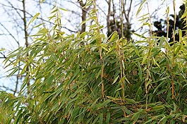 草,綠色,冬天