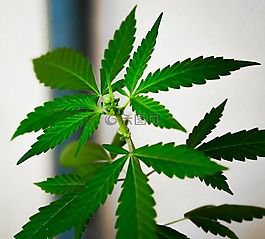自然,大麻,植物