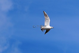 鷗,飛行,天空