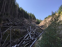 國(guó)家森林,侵蝕,森林