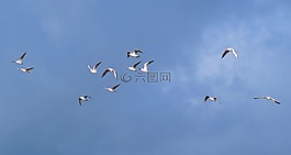 海鷗,群,天空