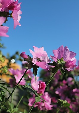 粉红色,鲜花,天空