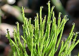 馬尾,木賊,植物