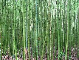 竹,綠色,關(guān)閉