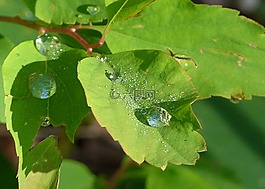 雨滴,葉,樹