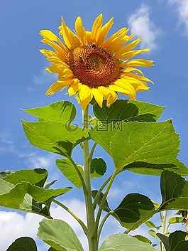 向日葵,花,黃