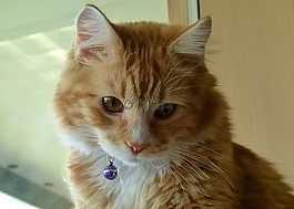 黄色,红色,小猫
