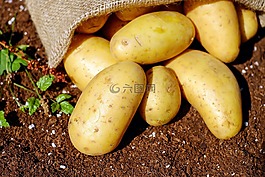 土豆,蔬菜,erdfrucht