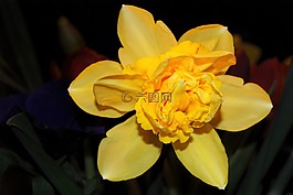 開花,黃色,水仙