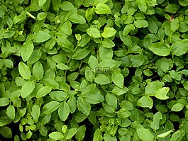 藍莓,葉子,紋理