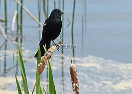黑,鳥,濕地
