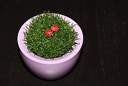 草,瓢蟲,花盆