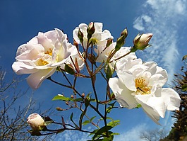 開花,玫瑰,夏季