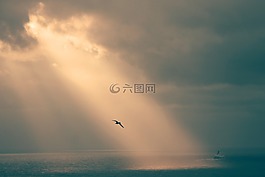 烏賊,海鷗,寒意