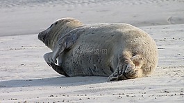 密封,seehund長椅,海灘