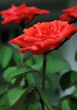 花卉,紅色,性質(zhì)