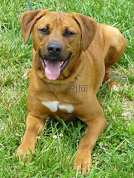 狗,獵犬,救援