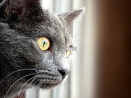 貓,可愛,動物