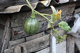 南瓜,植物,花