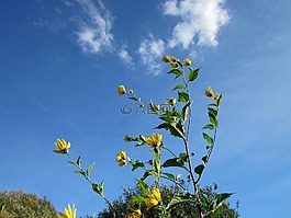 topinambus,天空,云