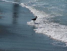 海洋,鳥(niǎo),海