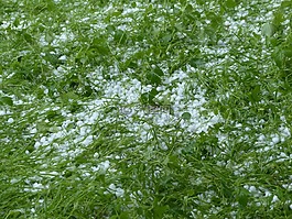 冰雹,風(fēng)暴,雷暴