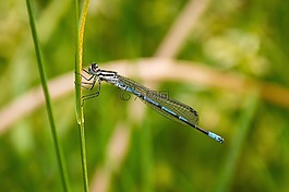 蜻蜓,草,昆蟲