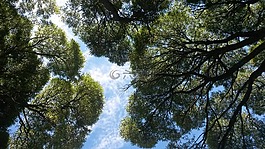 老柳,碧落,树和天空