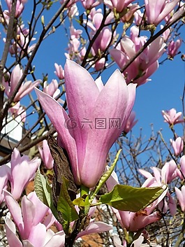 粉紅色的玉蘭花,開(kāi)花,自然
