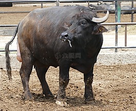 牛,水牛,牛肉