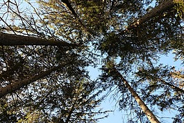 森林,林間空地,樹木