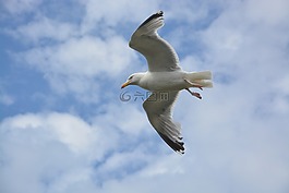海鷗,田鼠,飛行的鳥