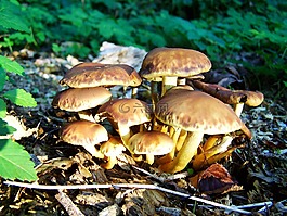 蘑菇组,褐菇,性质