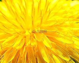 黃色,花,關(guān)閉了