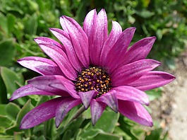 花,紫色的小花,雏菊