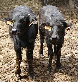 牛,水牛,牛肉
