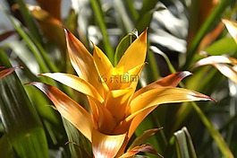 開花,黃色,花