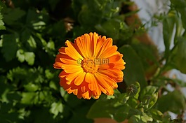 花,橙,夏季