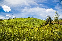 景觀,山,綠色