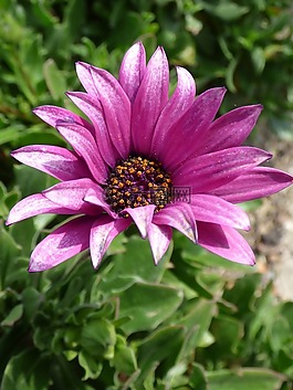 花,紫色的小花,雏菊