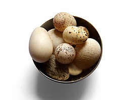 雞蛋,鳥,麻雀