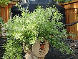 植物,貓,鍋