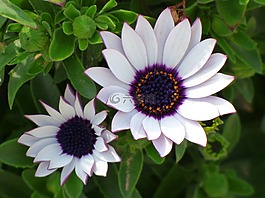 鮮花,雛菊,美