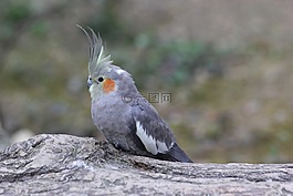 鸚鵡,鳥,性質