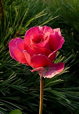 玫瑰,紅玫瑰,花