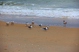 海鷗,鳥(niǎo),海灘