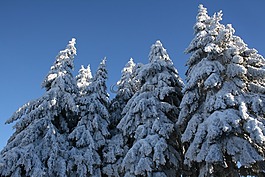 雪,杉木樹,冬天